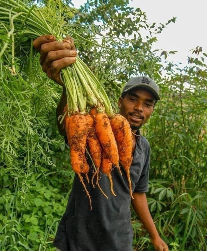 Fresh Harvest