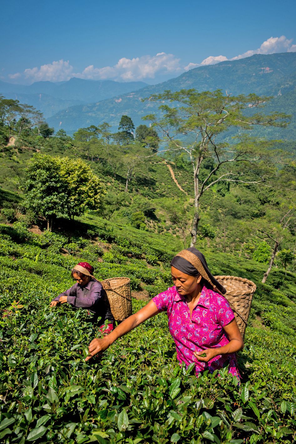 Herbal Tea Cultivation