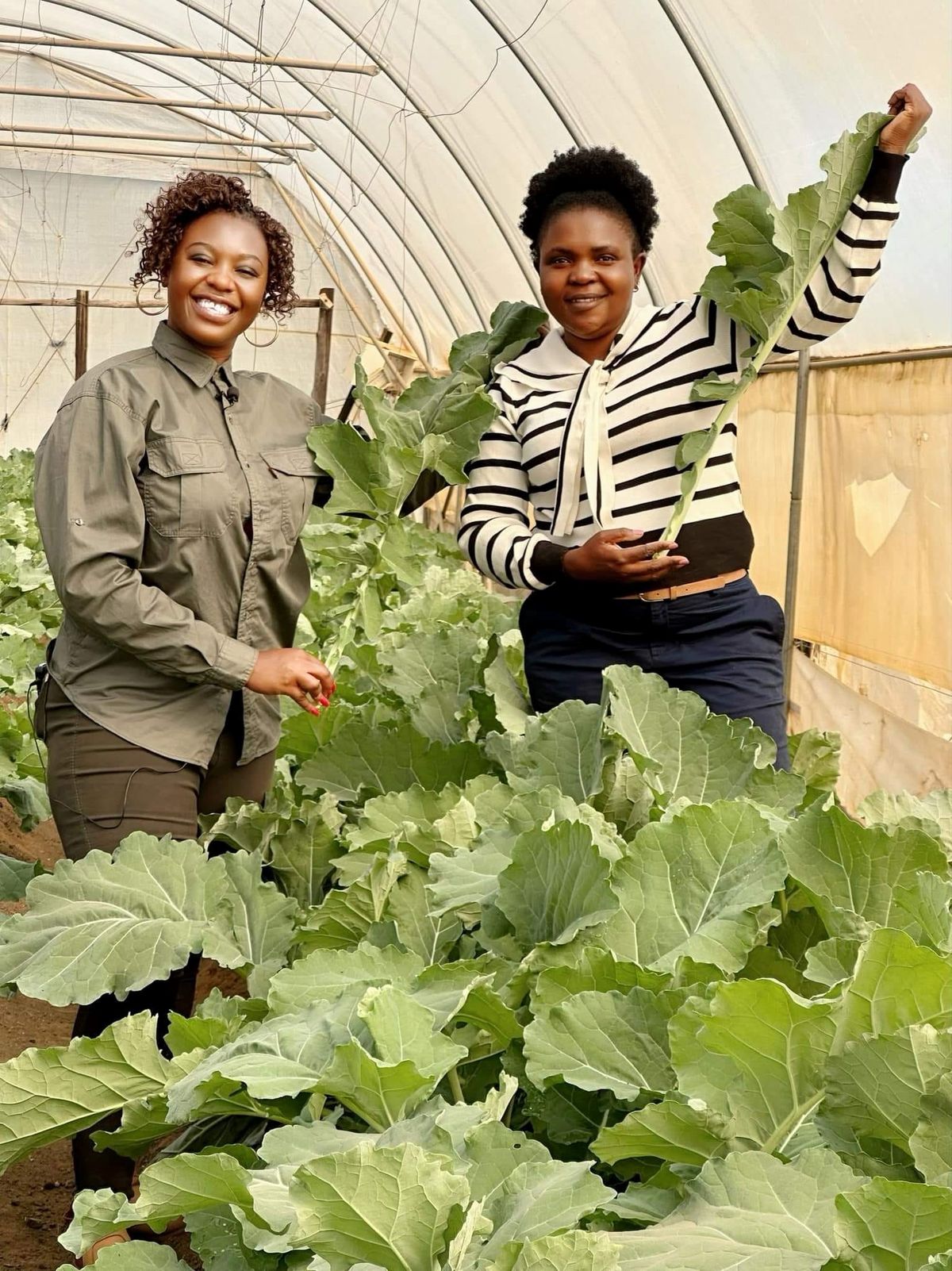 Fresh Organic Vegetables