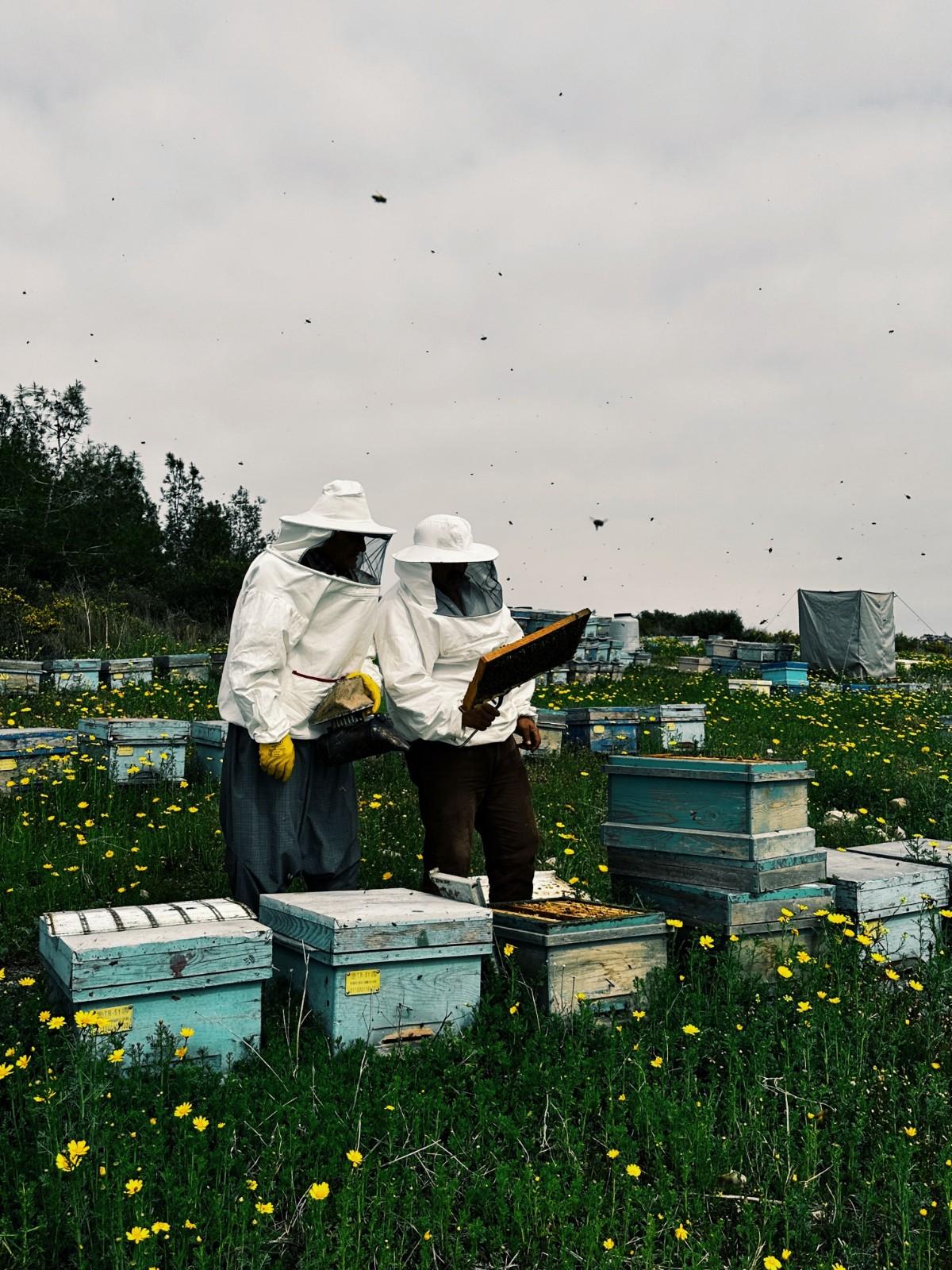 Natural Honey Harvesting