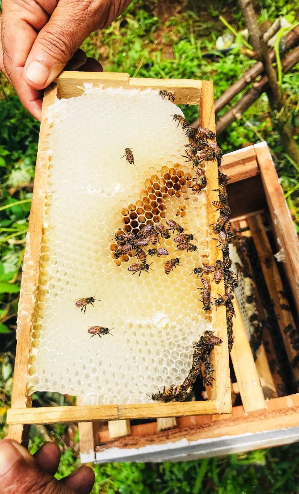Cliffside Organics Natural Honey Harvesting